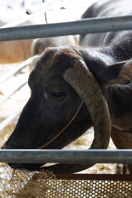 Wat Hua Lamphong-NOV13-016